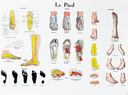 Anatomical foot board (25 in x 19,5 in)