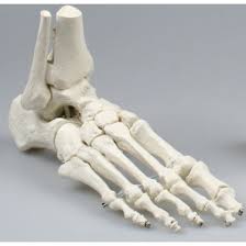 [01200075] Skeletal foot